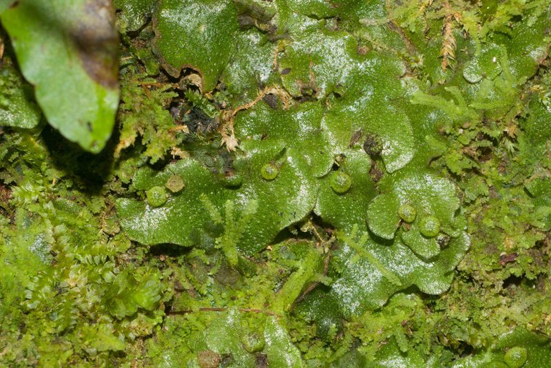 Wiesnerella denudata, photographed by Kevin Faccenda
