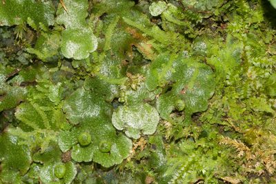 Wiesnerella denudata, photographed by Kevin Faccenda
