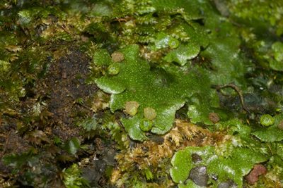 Wiesnerella denudata, photographed by Kevin Faccenda