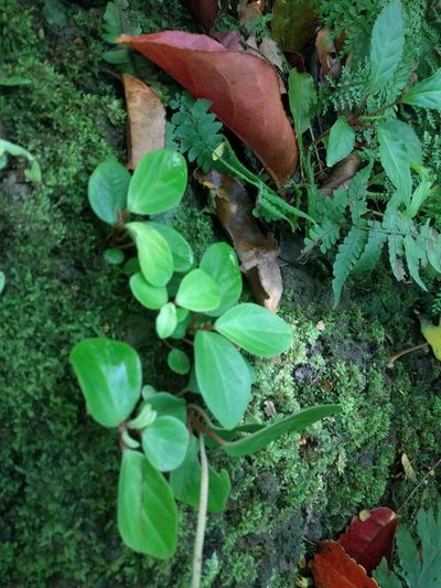 Peperomia latifolia, photographed by Kevin Faccenda