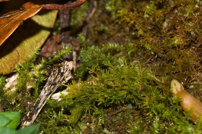 Thuidium cymbifolium, photographed by Kevin Faccenda