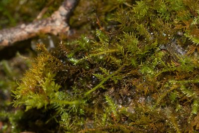 Thuidium cymbifolium, photographed by Kevin Faccenda