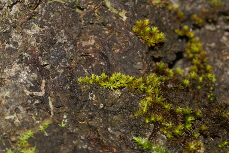 Macromitrium piliferum, photographed by Kevin Faccenda