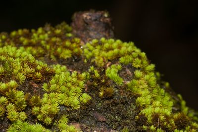 Macromitrium piliferum, photographed by Kevin Faccenda