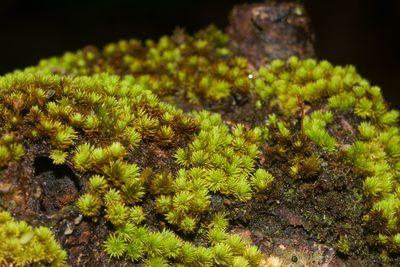 Macromitrium piliferum, photographed by Kevin Faccenda
