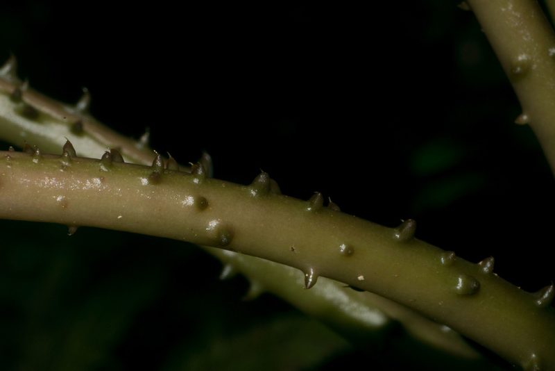 Cyanea grimesiana, photographed by Kevin Faccenda
