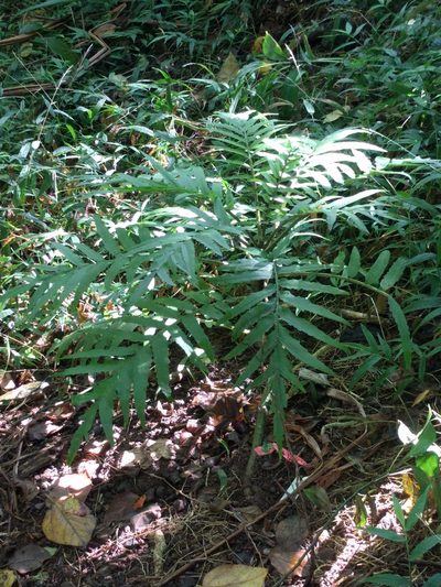 Cyanea grimesiana, photographed by Kevin Faccenda