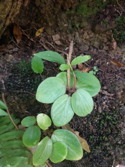 Peperomia latifolia, photographed by Kevin Faccenda