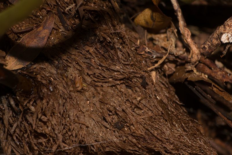 Elaphoglossum aemulum, photographed by Kevin Faccenda