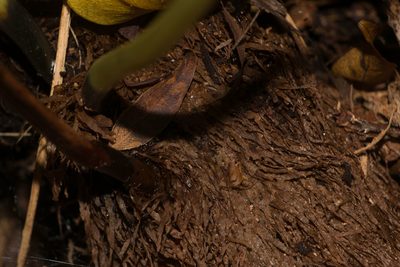 Elaphoglossum aemulum, photographed by Kevin Faccenda