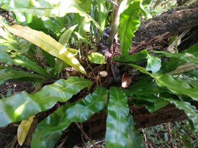 Elaphoglossum aemulum, photographed by Kevin Faccenda