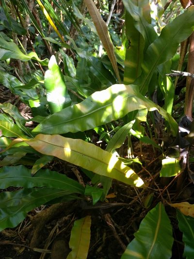 Elaphoglossum aemulum, photographed by Kevin Faccenda