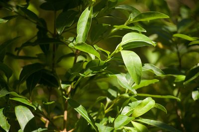 Coprosma foliosa