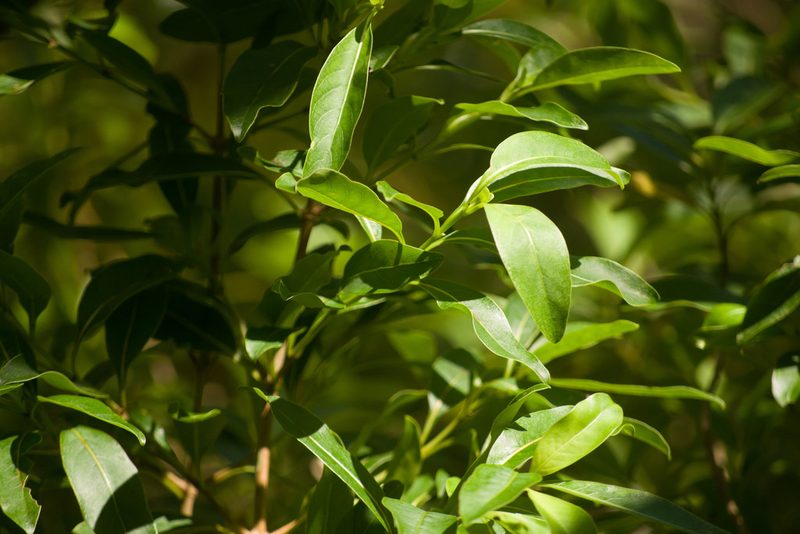 Coprosma foliosa, photographed by Kevin Faccenda