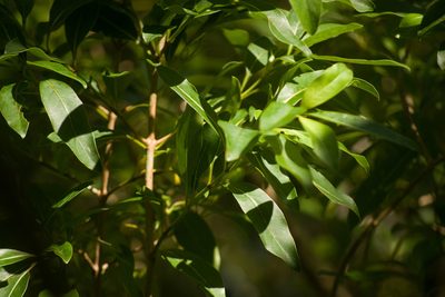 Coprosma foliosa, photographed by Kevin Faccenda