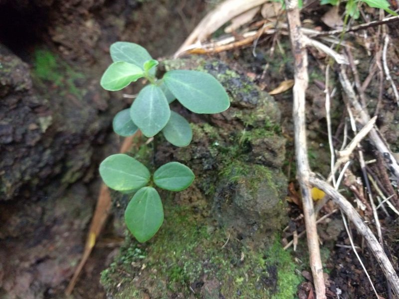 Peperomia sandwicensis, photographed by Kevin Faccenda