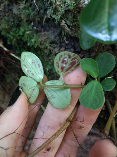 Peperomia sandwicensis, photographed by Kevin Faccenda