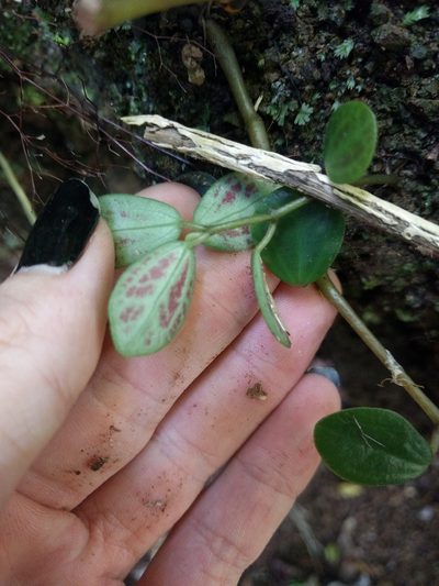 Peperomia sandwicensis, photographed by Kevin Faccenda