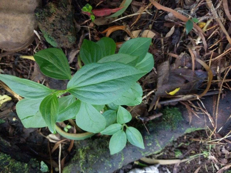 Peperomia membranacea, photographed by Kevin Faccenda