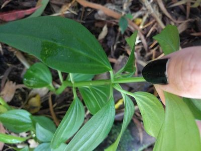 Peperomia membranacea, photographed by Kevin Faccenda