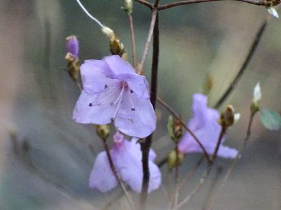 Rhododendron farrerae, photographed by Toby Y