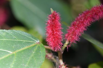 Acalypha hispida, photographed by Иван Ковтун Ivan Kovtun