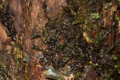 Lopholejeunea nigricans, photographed by Kevin Faccenda