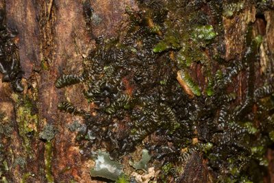 Lopholejeunea nigricans, photographed by Kevin Faccenda