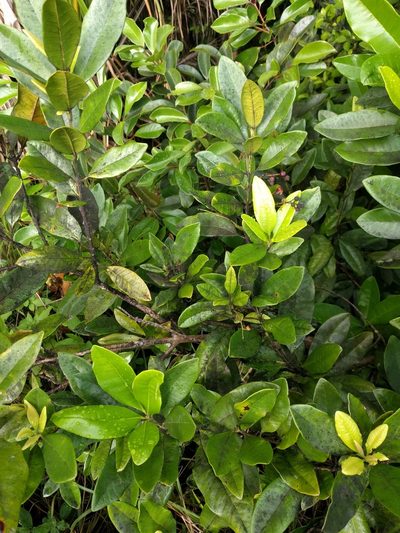 Pimenta dioica, photographed by Kevin Faccenda