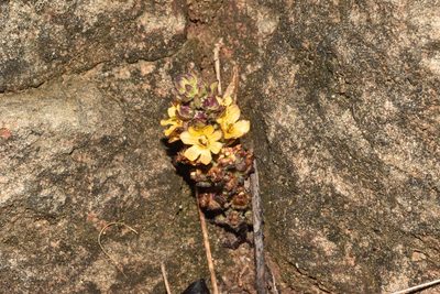 Alectra sessiliflora, photographed by Sunčana Bradley