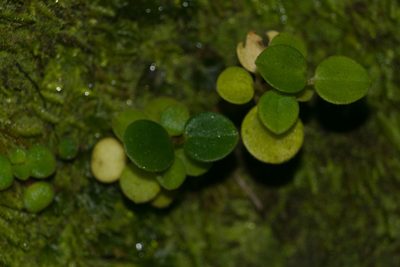 Peperomia leptostachya, photographed by Kevin Faccenda