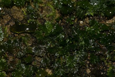 Crepidomanes parvulum, photographed by Kevin Faccenda