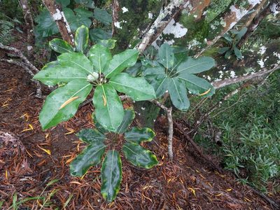 Heptapleurum actinophyllum, photographed by Kevin Faccenda