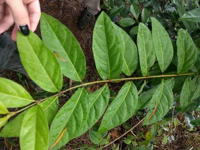Citharexylum spinosum, photographed by Kevin Faccenda