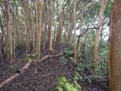 Psidium cattleyanum, photographed by Kevin Faccenda