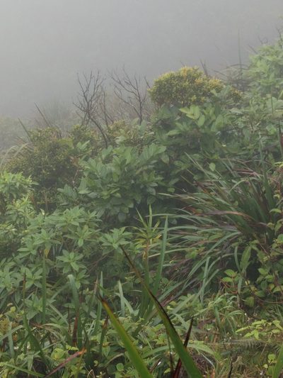 Polyscias oahuensis, photographed by Kevin Faccenda