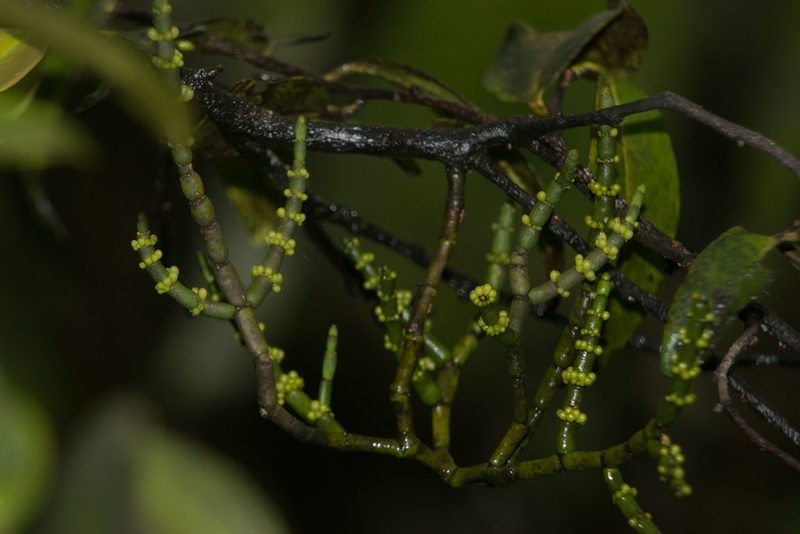 Korthalsella cylindrica, photographed by Kevin Faccenda