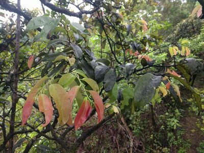 Diospyros sandwicensis, photographed by Kevin Faccenda