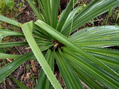 Pandanus tectorius, photographed by Kevin Faccenda
