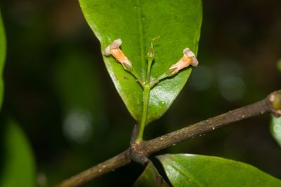 Alyxia stellata, photographed by Kevin Faccenda