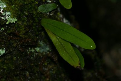 Lepisorus thunbergianus, photographed by Kevin Faccenda