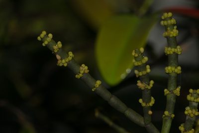 Korthalsella cylindrica, photographed by Kevin Faccenda