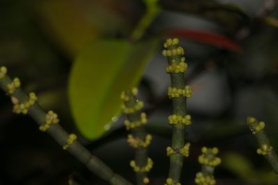Korthalsella cylindrica, photographed by Kevin Faccenda