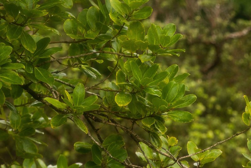 Ilex anomala, photographed by Kevin Faccenda