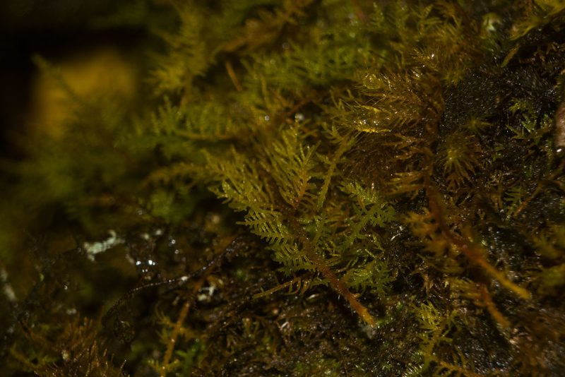 Thuidium cymbifolium, photographed by Kevin Faccenda