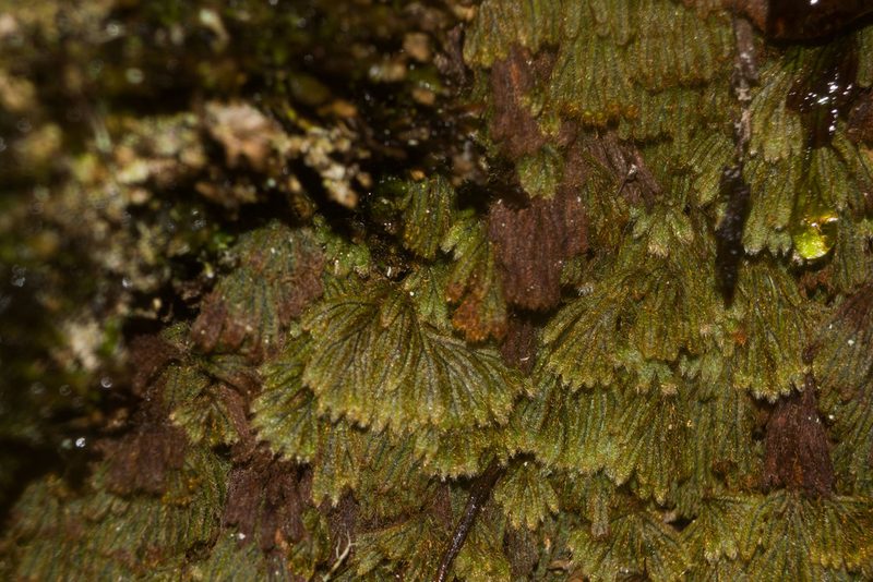 Hymenophyllum obtusum, photographed by Kevin Faccenda