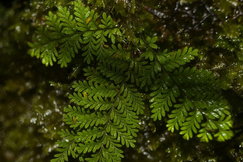 Adenophorus tamariscinus, photographed by Kevin Faccenda