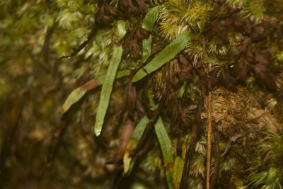 Adenophorus tenellus, photographed by Kevin Faccenda