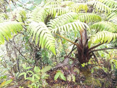 Cibotium menziesii, photographed by Kevin Faccenda