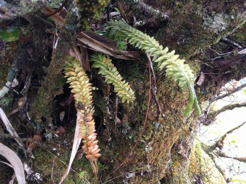 Phlegmariurus phyllanthus, photographed by Kevin Faccenda